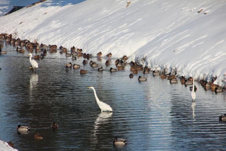 Skrzydlaci mieszkańcy siemiatyckiej Kamionki